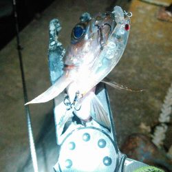 レガーメ　牙突